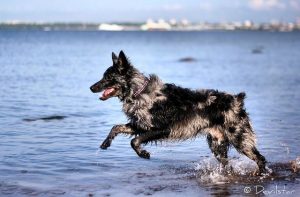 Perro corriendo en el agua