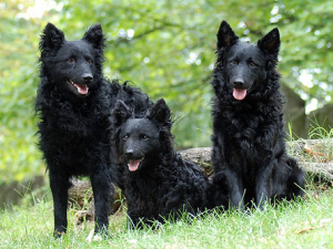 Perros negros de raza mudi