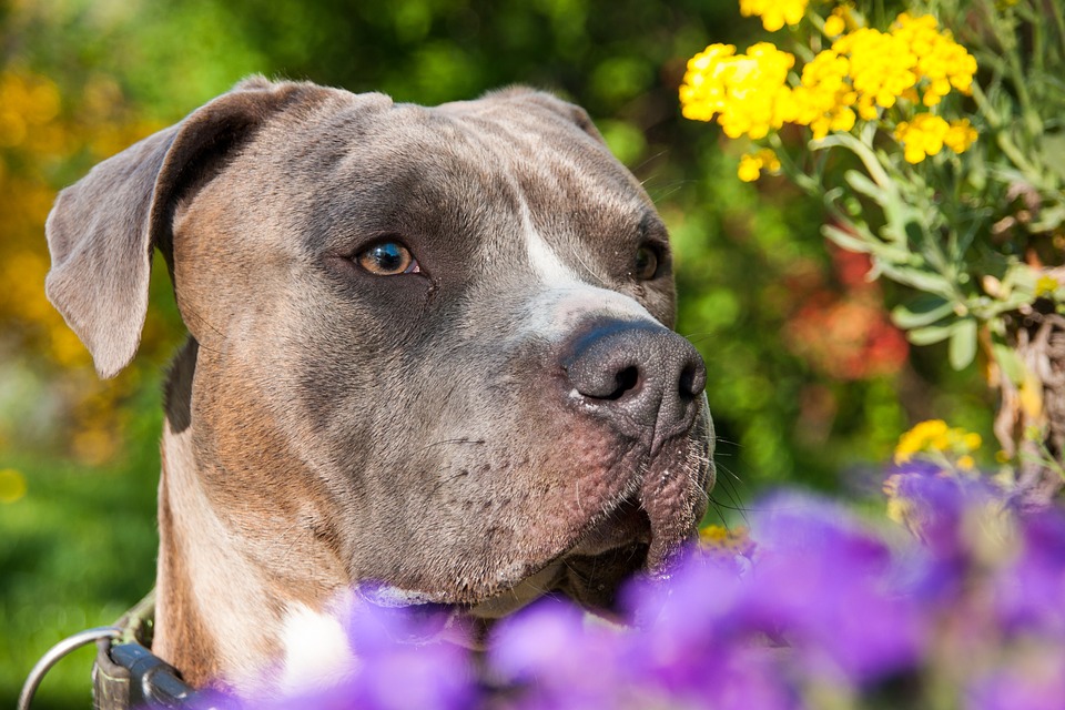 American Staffordshire terrier 2