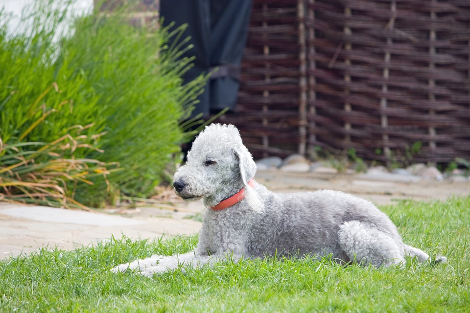 Bedlington terrier 2