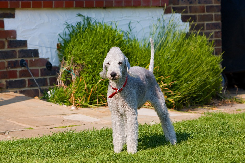 Bedlington terrier 3