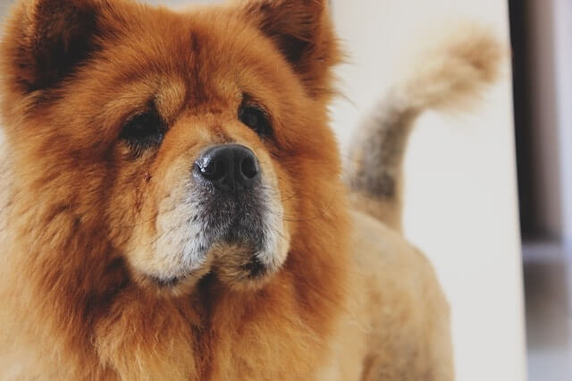 Perro Chow Chow