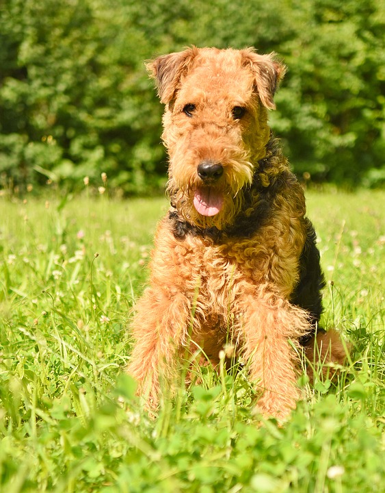 airedale terrier 4