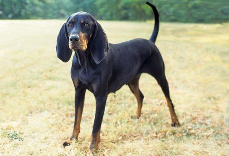 Black and tan coonhound perro