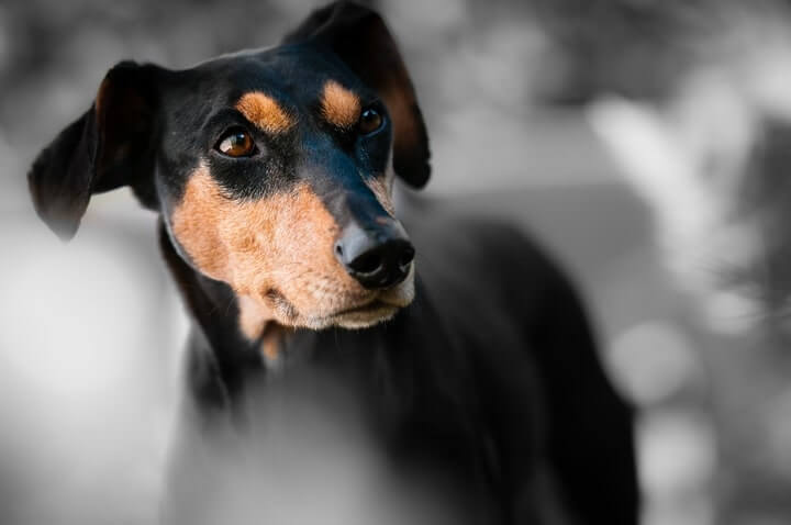 Pinscher alemán; características, fotos, pelo, color… - Amigos de los ...