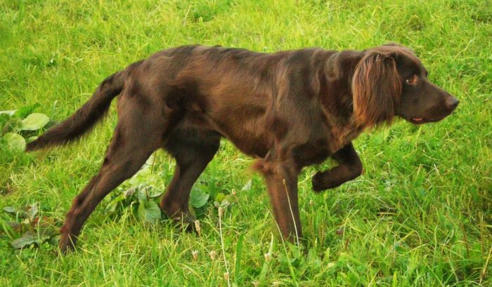 Características del perro de muestra alemán de pelo largo