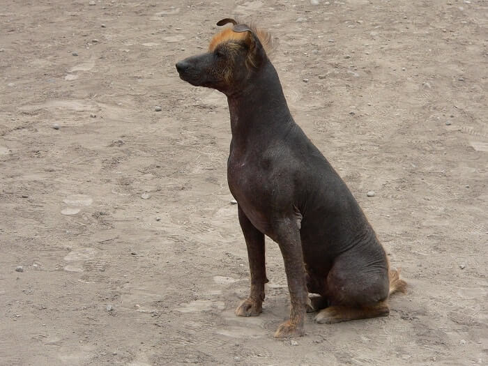 Convivencia con el perro sin pelo del Perú