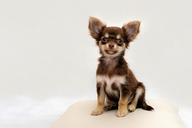Perro Chihuahua