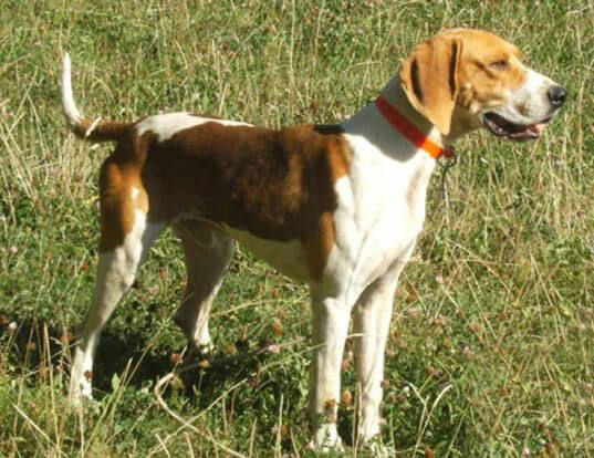 Sabueso francés blanco y naranja perro
