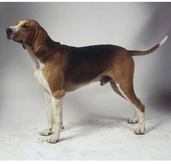 Sabueso francés tricolor perro
