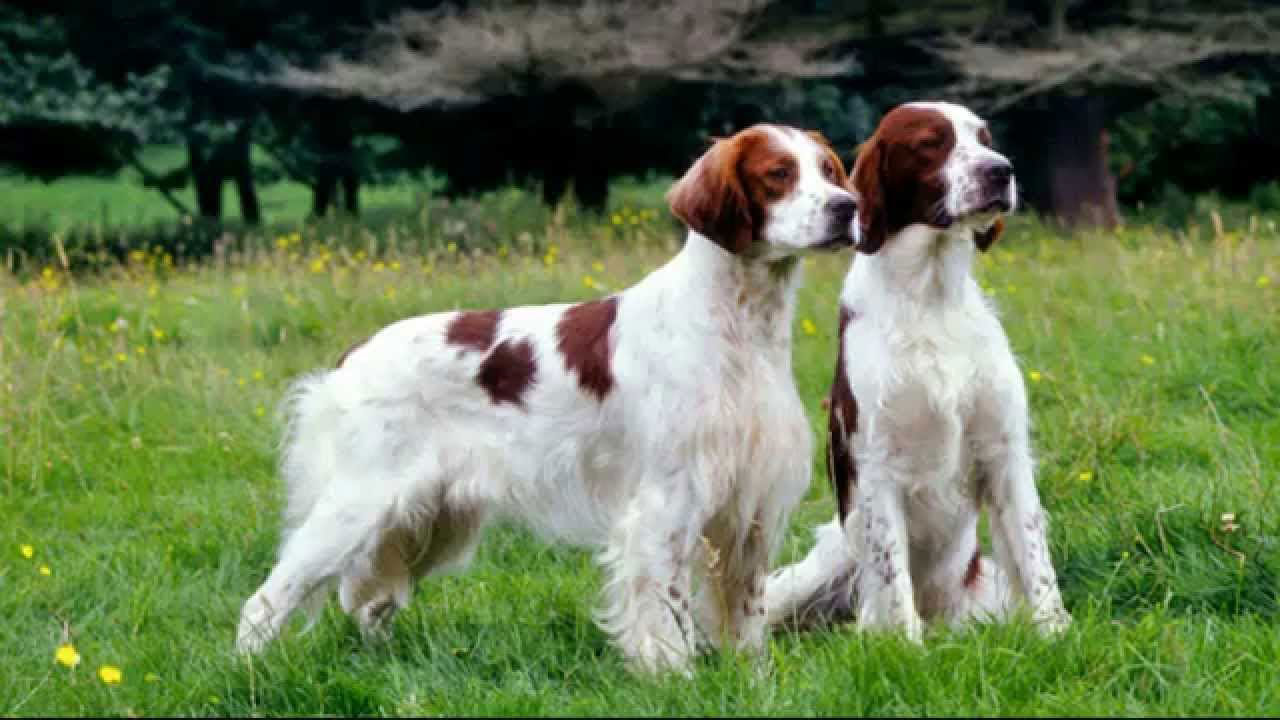 Setter irlandés rojo y blanco perro