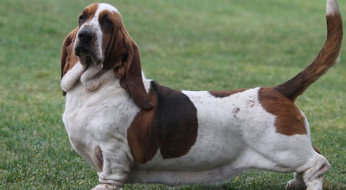 Basset hound perro
