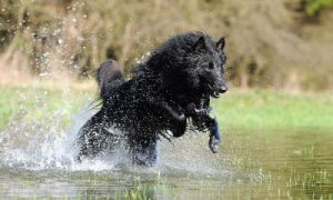 perro corriendo en el agua