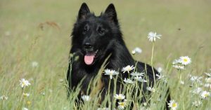 perro negro entre flores