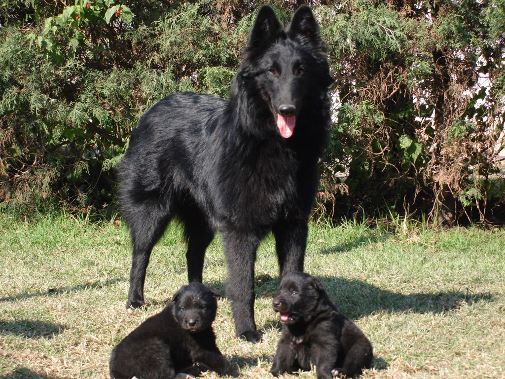 pastor belga groeneldael con dos cachorros