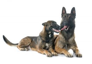 dos perros belga 