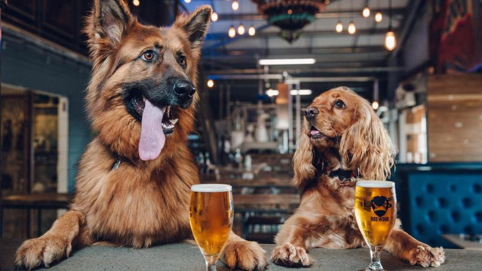 cervezas para perros