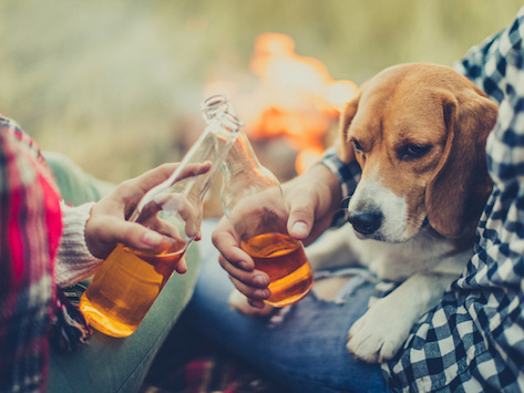 perros y alcohol