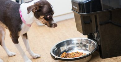 dispensador de comida para perros