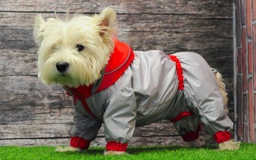 Impermeable para perros