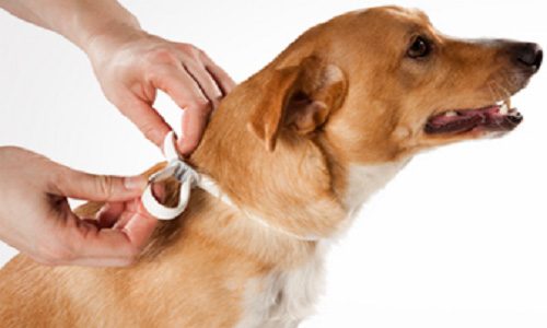 collar antiparasitario para perros