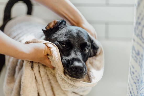trucos para lavar a tu perro