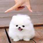 el perro más pequeño del mundo
