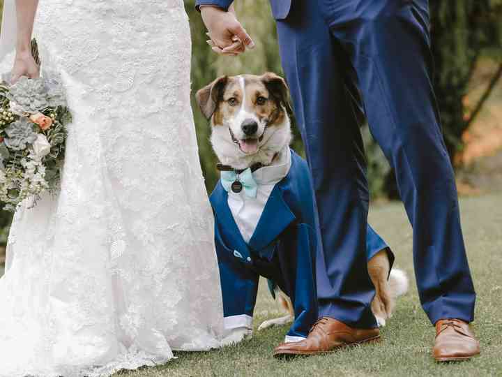 Invitar a las mascotas a la boda