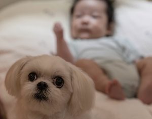 Los perros y los bebés