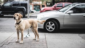 Cómo transportar perros en tu coche