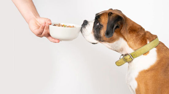 comida para perros online