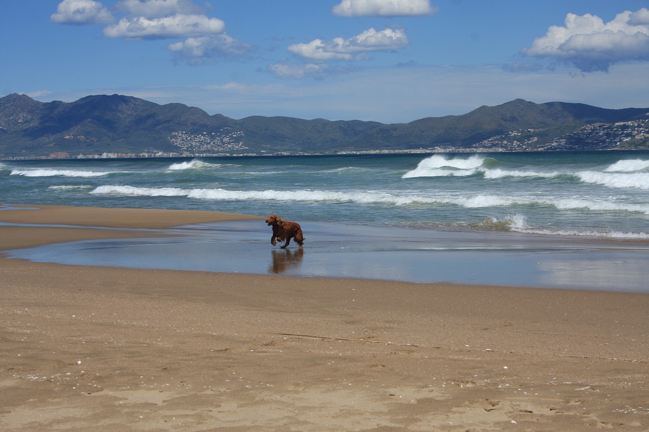 se puede ir a la playa con perros