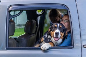Cómo deben viajar los perros en los coches